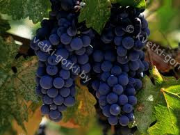 Защита винограда от болезней · Кветки Горки
