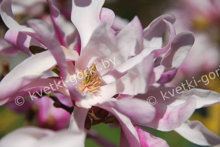 Magnolia Loebneri Mag S Pirouette Купить